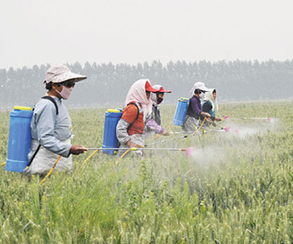 С��Ҷ�����