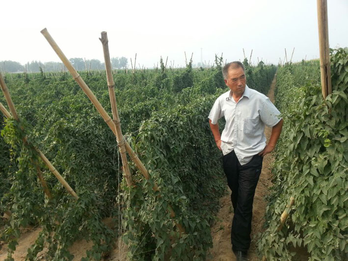 ������ɽҩ����