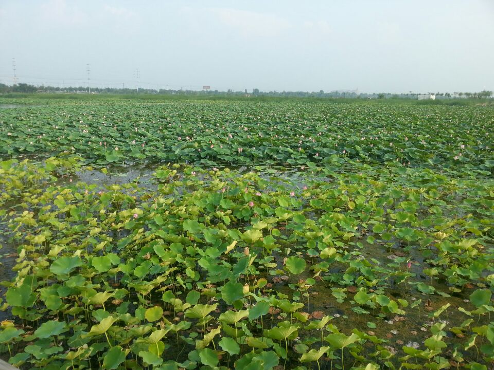 ��ˮ��ź����